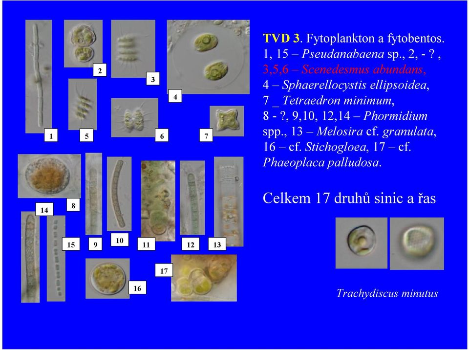 -?, 9,10, 12,14 Phormidium spp., 13 Melosira cf. granulata, 16 cf. Stichogloea, 17 cf.