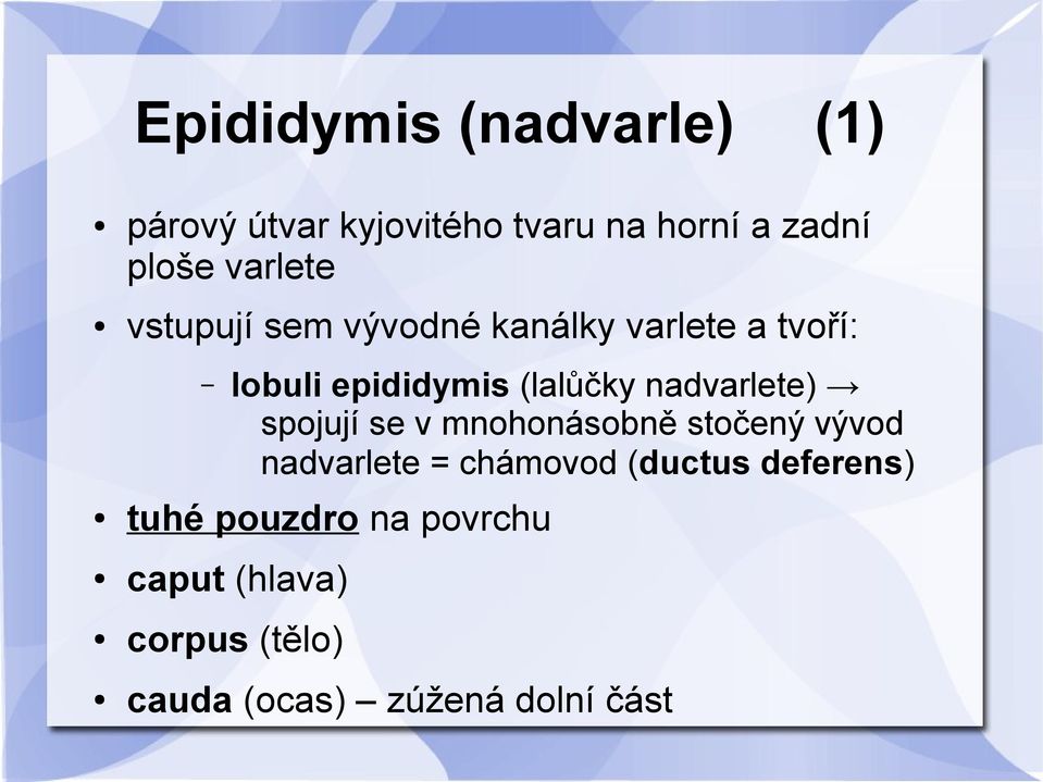 nadvarlete) spojují se v mnohonásobně stočený vývod nadvarlete = chámovod (ductus