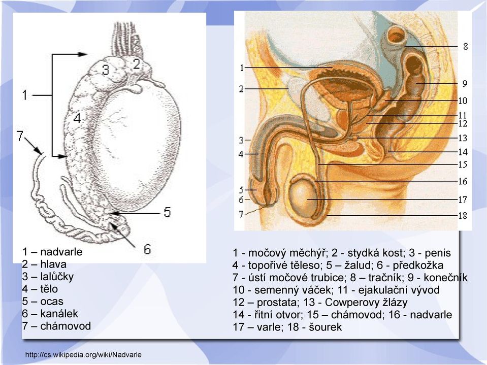 9 - konečník 10 - semenný váček; 11 - ejakulační vývod 12 prostata; 13 - Cowperovy žlázy 14 -