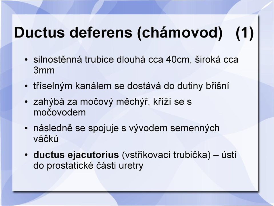 močový měchýř, kříží se s močovodem následně se spojuje s vývodem