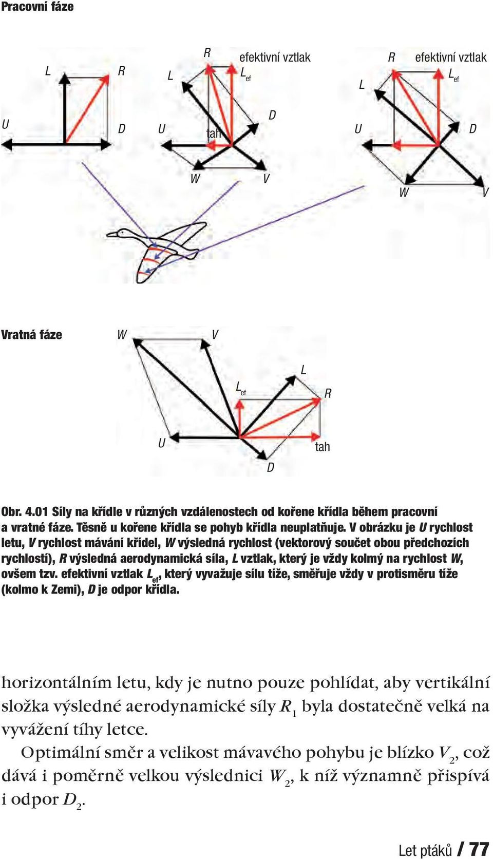 V obrázku je U rychlost letu, V rychlost mávání křídel, W výsledná rychlost (vektorový součet obou předchozích rychlostí), R výsledná aerodynamická síla, L vztlak, který je vždy kolmý na rychlost W,