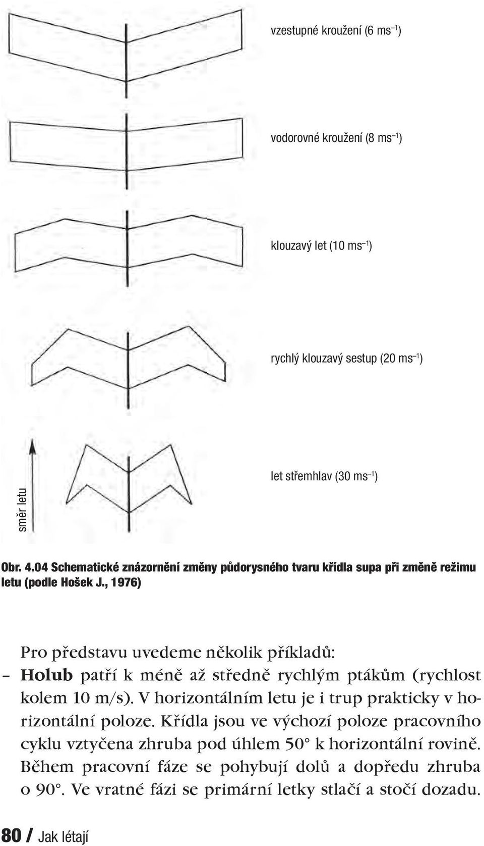 , 1976) Pro představu uvedeme několik příkladů: Holub patří k méně až středně rychlým ptákům (rychlost kolem 10 m/s).