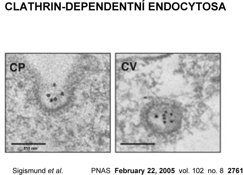 Sigismund et al.