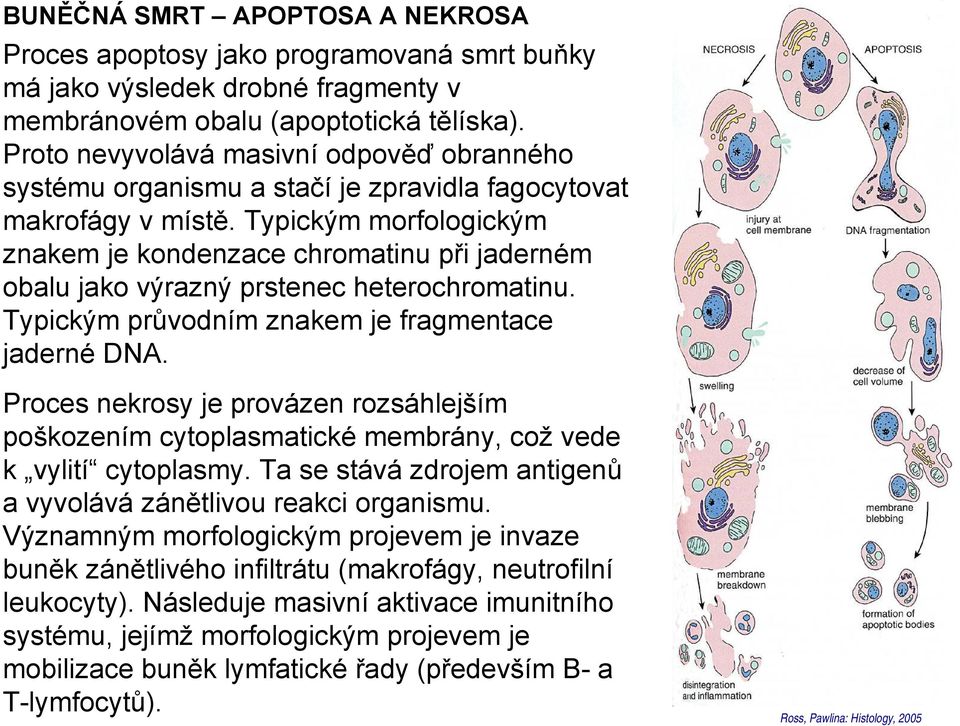 Typickým morfologickým znakem je kondenzace chromatinu při jaderném obalu jako výrazný prstenec heterochromatinu. Typickým průvodním znakem je fragmentace jaderné DNA.