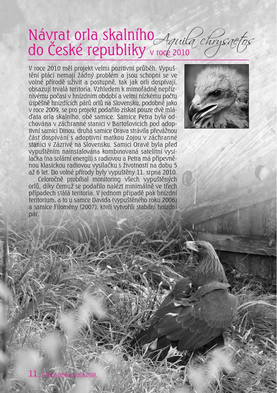 Vzhledem k mimořádně nepříznivému počasí v hnízdním období a velmi nízkému počtu úspěšně hnízdících párů orlů na Slovensku, podobně jako v roce 2009, se pro projekt podařilo získat pouze dvě mlá- ata