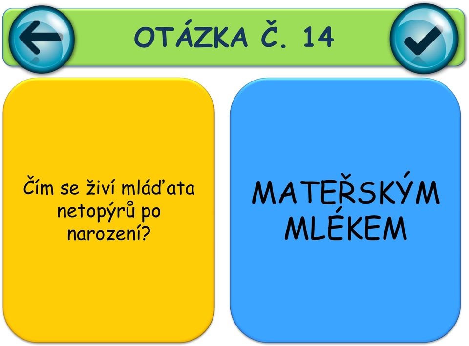 mláďata netopýrů