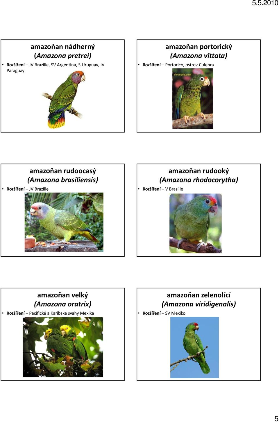 (Amazona brasiliensis) amazoňan rudooký (Amazona rhodocorytha) Rozšíření V Brazílie amazoňan velký (Amazona