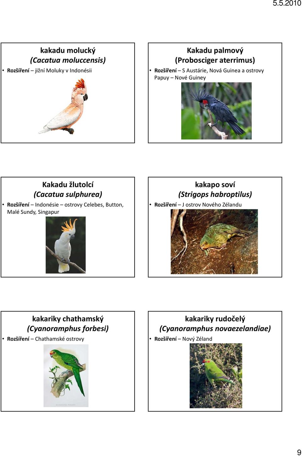 Celebes, Button, Malé Sundy, Singapur kakapo soví (Strigops habroptilus) Rozšíření J ostrov Nového Zélandu kakariky