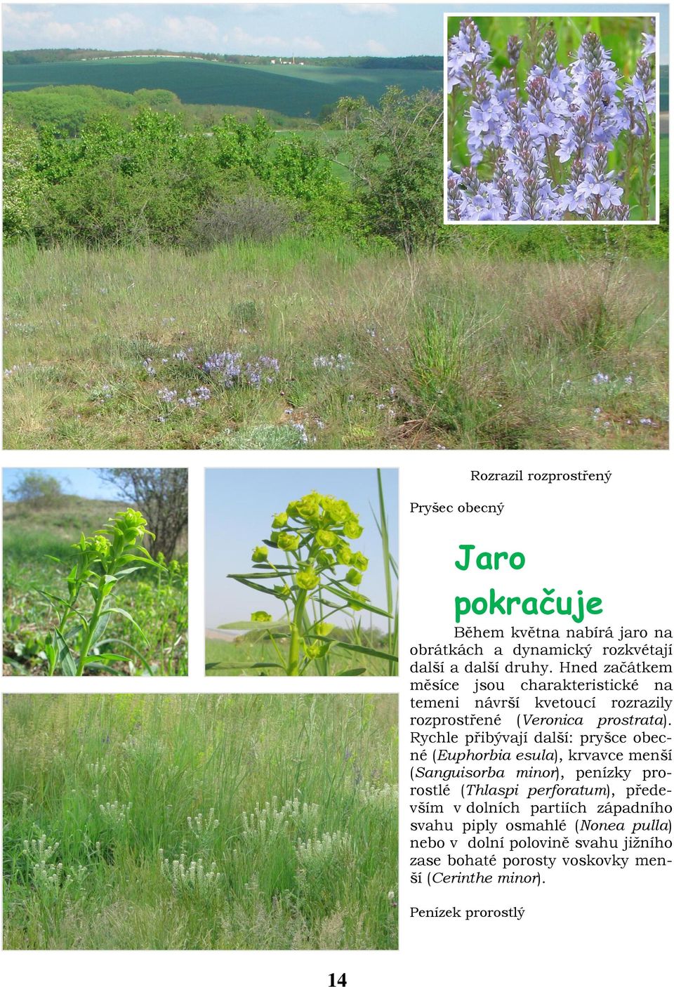 Rychle přibývají další: pryšce obecné (Euphorbia esula), krvavce menší (Sanguisorba minor), penízky prorostlé (Thlaspi perforatum),