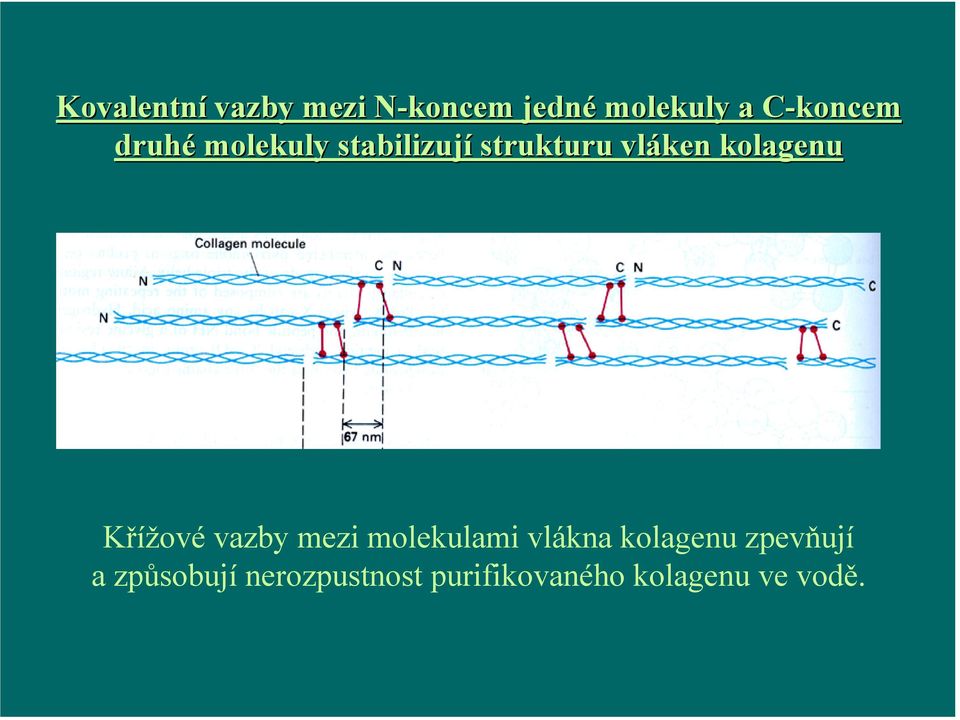 kolagenu Křížové vazby mezi molekulami vlákna kolagenu