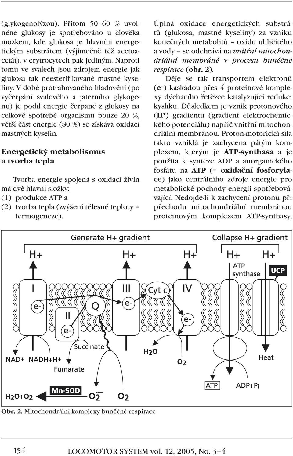 V době protrahovaného hladovění (po vyčerpání svalového a jaterního glykogenu) je podíl energie čerpané z glukosy na celkové spotřebě organismu pouze 20 %, větší část energie (80 %) se získává