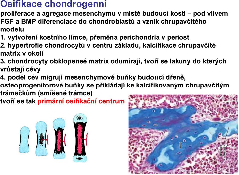 hypertrofie chondrocytů v centru základu, kalcifikace chrupavčité matrix v okolí 3.