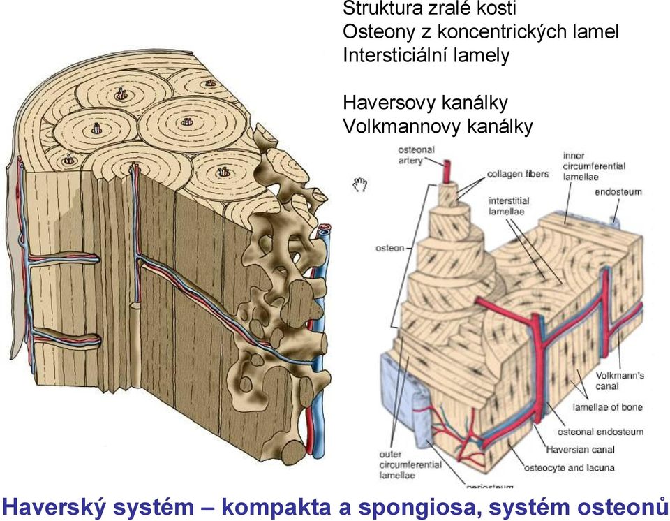 lamely Haversovy kanálky Volkmannovy