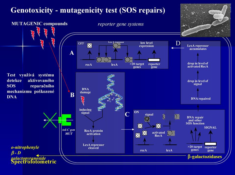 in level of signal DNA damage DNA repaired inducing signal o-nitrophenyle β-d galactopyranoside >20 target genes lexa LexA repressor accumulates C ON