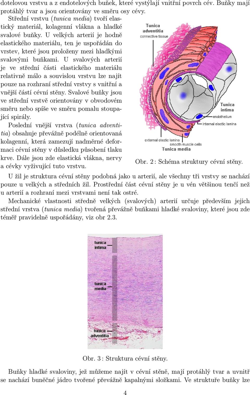 U velkých arterií je hodně elastického materiálu, ten je uspořádán do vrstev, které jsou proloženy mezi hladkými svalovými buňkami.