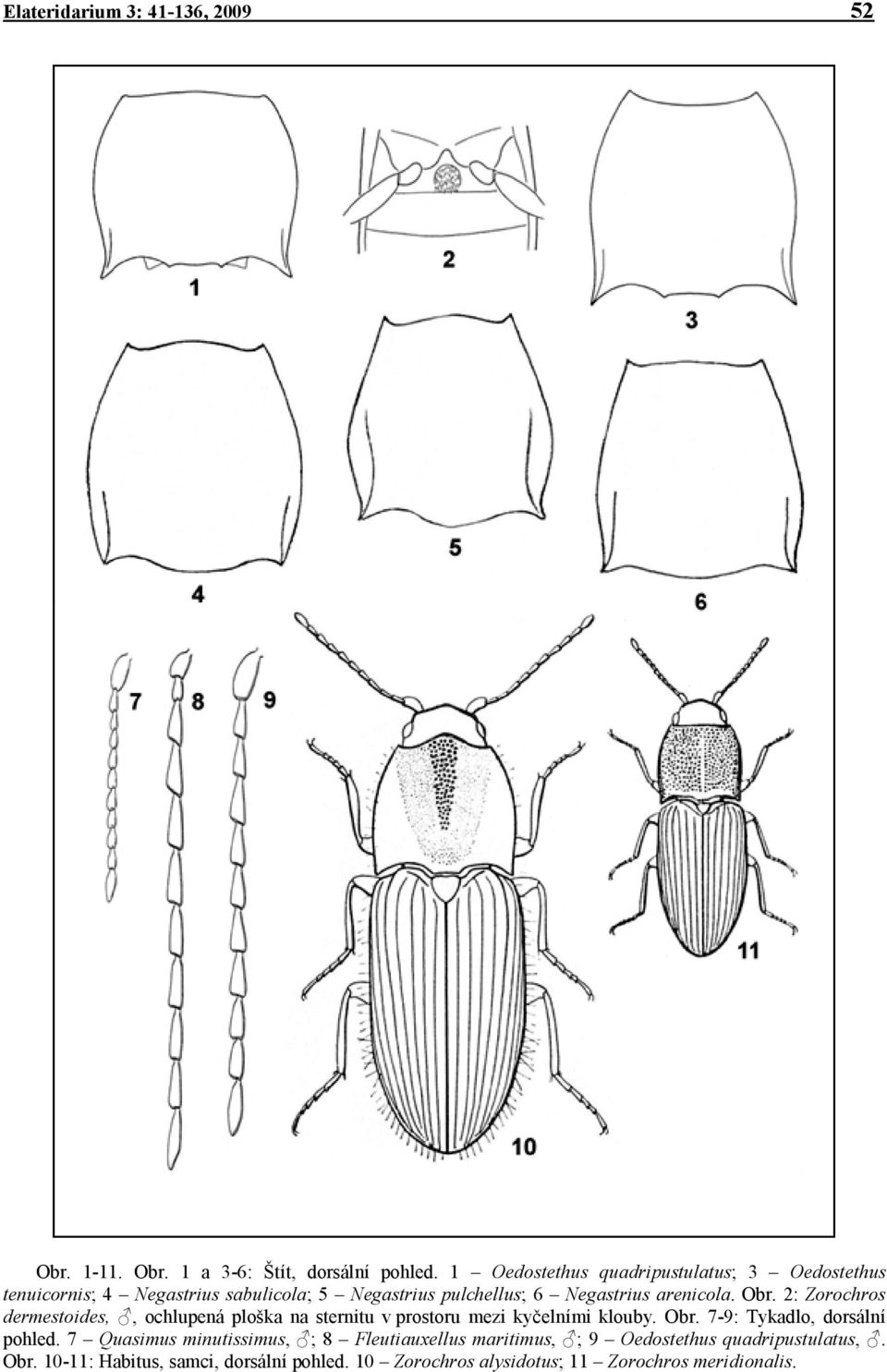 Obr. 2: Zorochros dermestoides,, ochlupená ploška na sternitu v prostoru mezi kyčelními klouby. Obr. 7-9: Tykadlo, dorsální pohled.