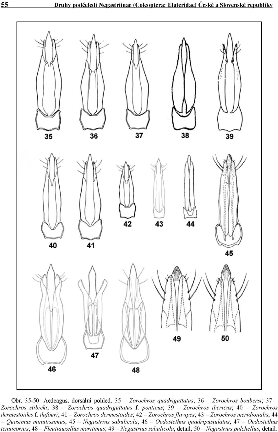 ponticus; 39 Zorochros ibericus; 40 Zorochros dermestoides f.