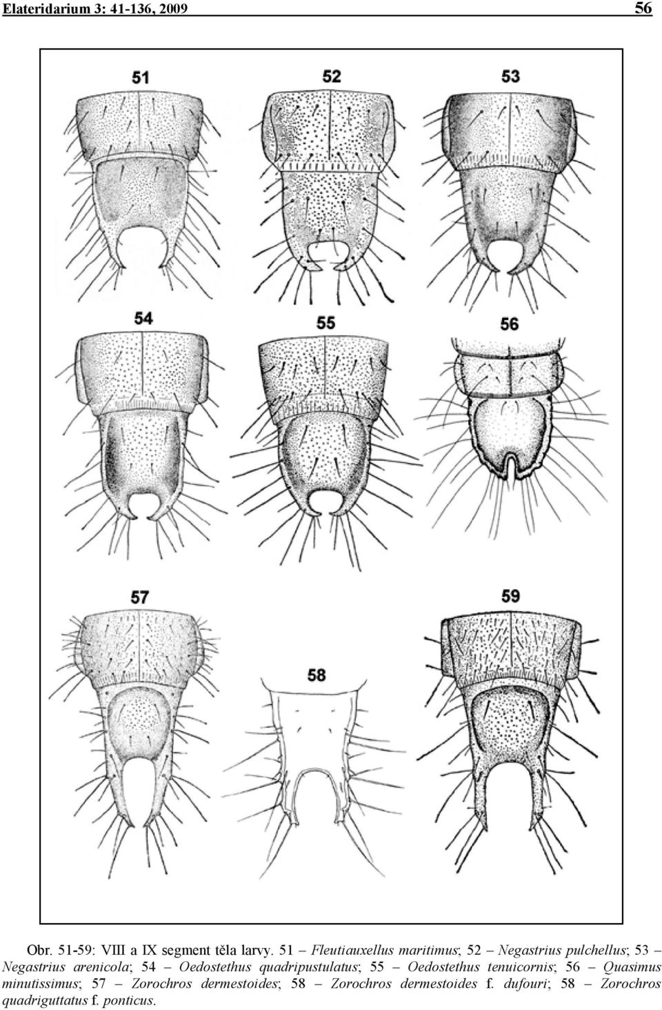 Oedostethus quadripustulatus; 55 Oedostethus tenuicornis; 56 Quasimus minutissimus; 57