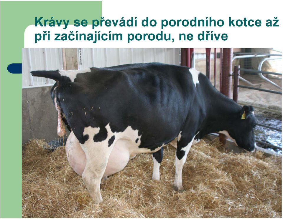 kotce až při