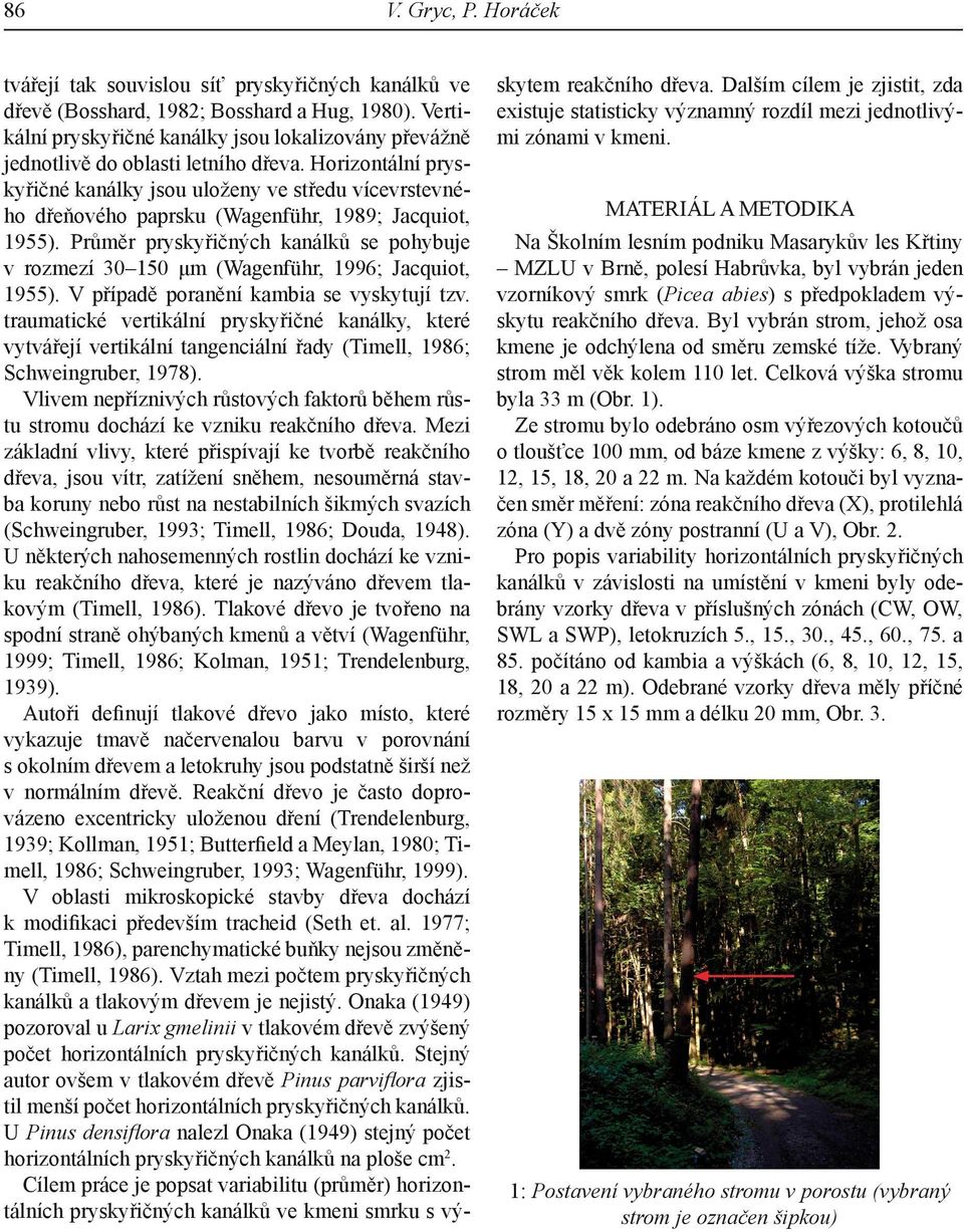 Horizontální pryskyřičné kanálky jsou uloženy ve středu vícevrstevného dřeňového paprsku (Wagenführ, 1989; Jacquiot, 1955).