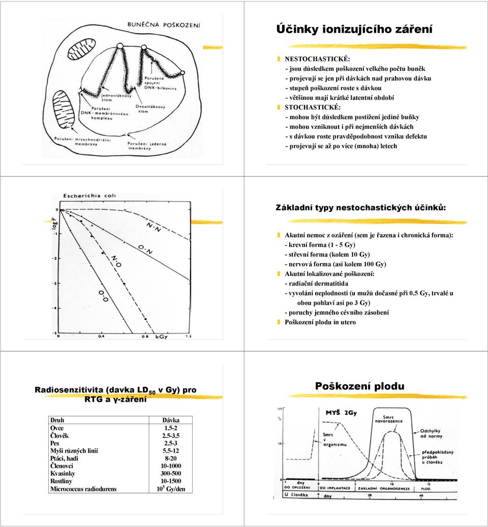 letech Základní typy nestochastických účinků: Akutní nemoc z ozáření (sem je řazena i chronická forma): - krevní forma (1-5 Gy) -střevní forma (kolem 10 Gy) - nervová forma (asi kolem 100 Gy) Akutní