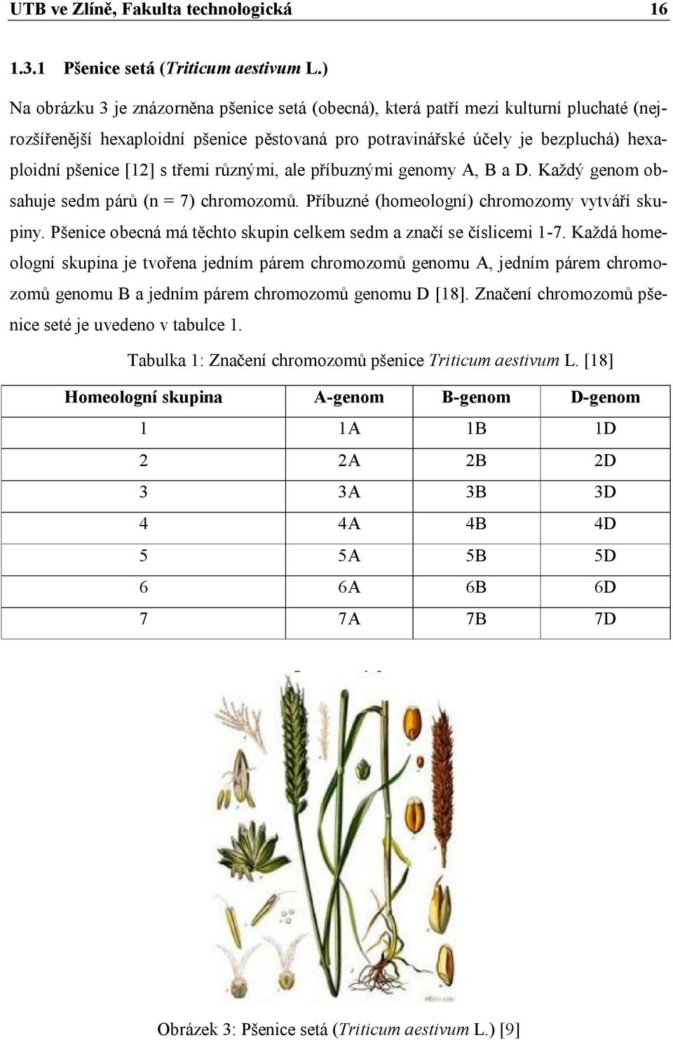 třemi různými, ale příbuznými genomy A, B a D. Každý genom obsahuje sedm párů (n = 7) chromozomů. Příbuzné (homeologní) chromozomy vytváří skupiny.