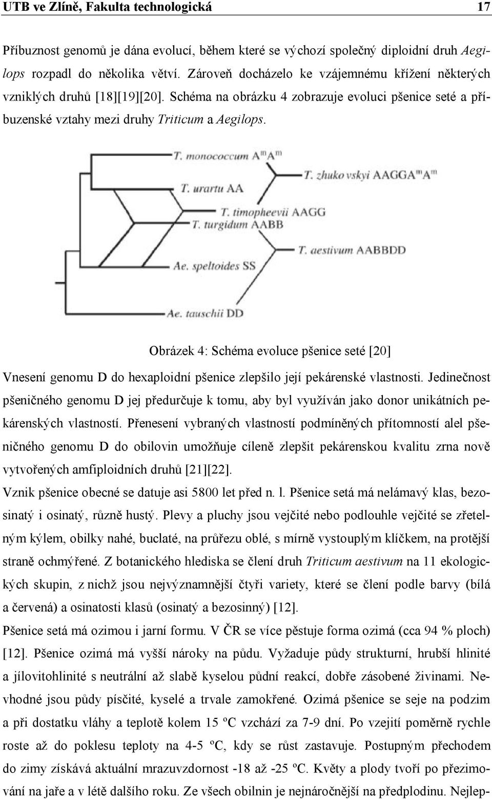 Obrázek 4: Schéma evoluce pšenice seté [20] Vnesení genomu D do hexaploidní pšenice zlepšilo její pekárenské vlastnosti.