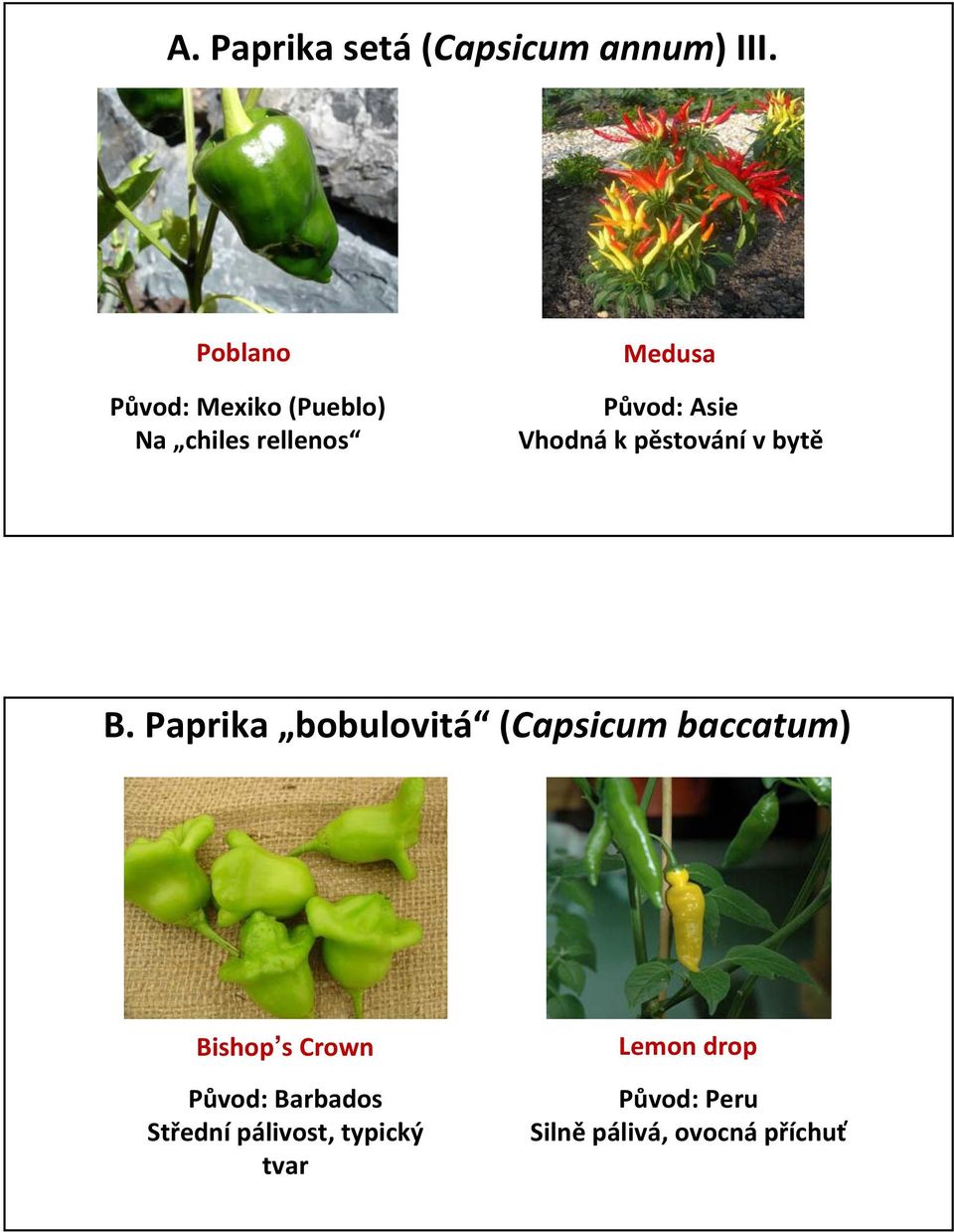 Vhodná k pěstování v bytě B.