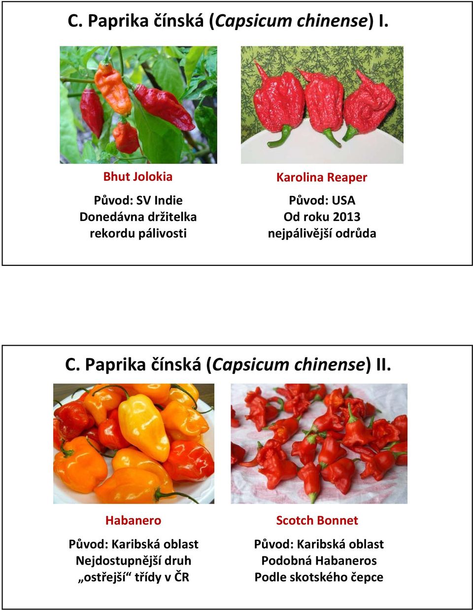 USA Od roku 2013 nejpálivější odrůda C. Paprika čínská (Capsicum chinense) II.