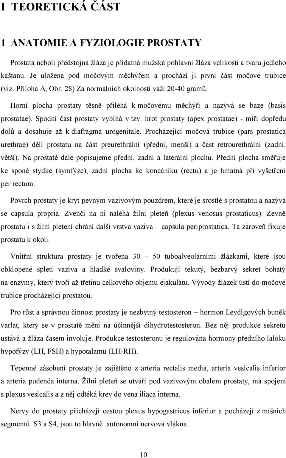 Horní plocha prostaty těsně přiléhá k močovému měchýři a nazývá se baze (basis prostatae). Spodní část prostaty vybíhá v tzv.