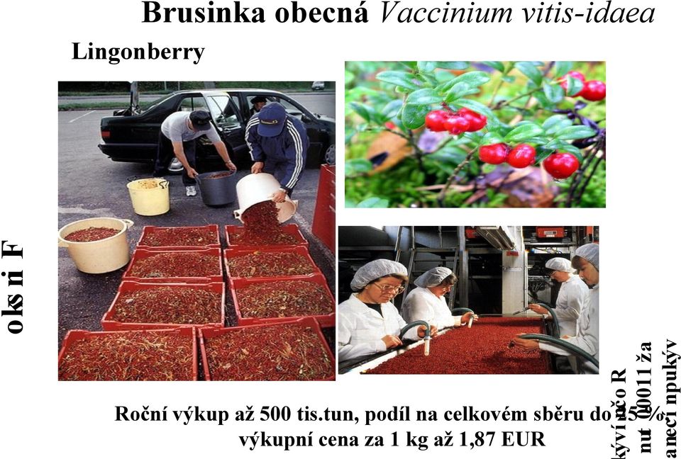 Lingonberry Roční výkup až 500 tis.