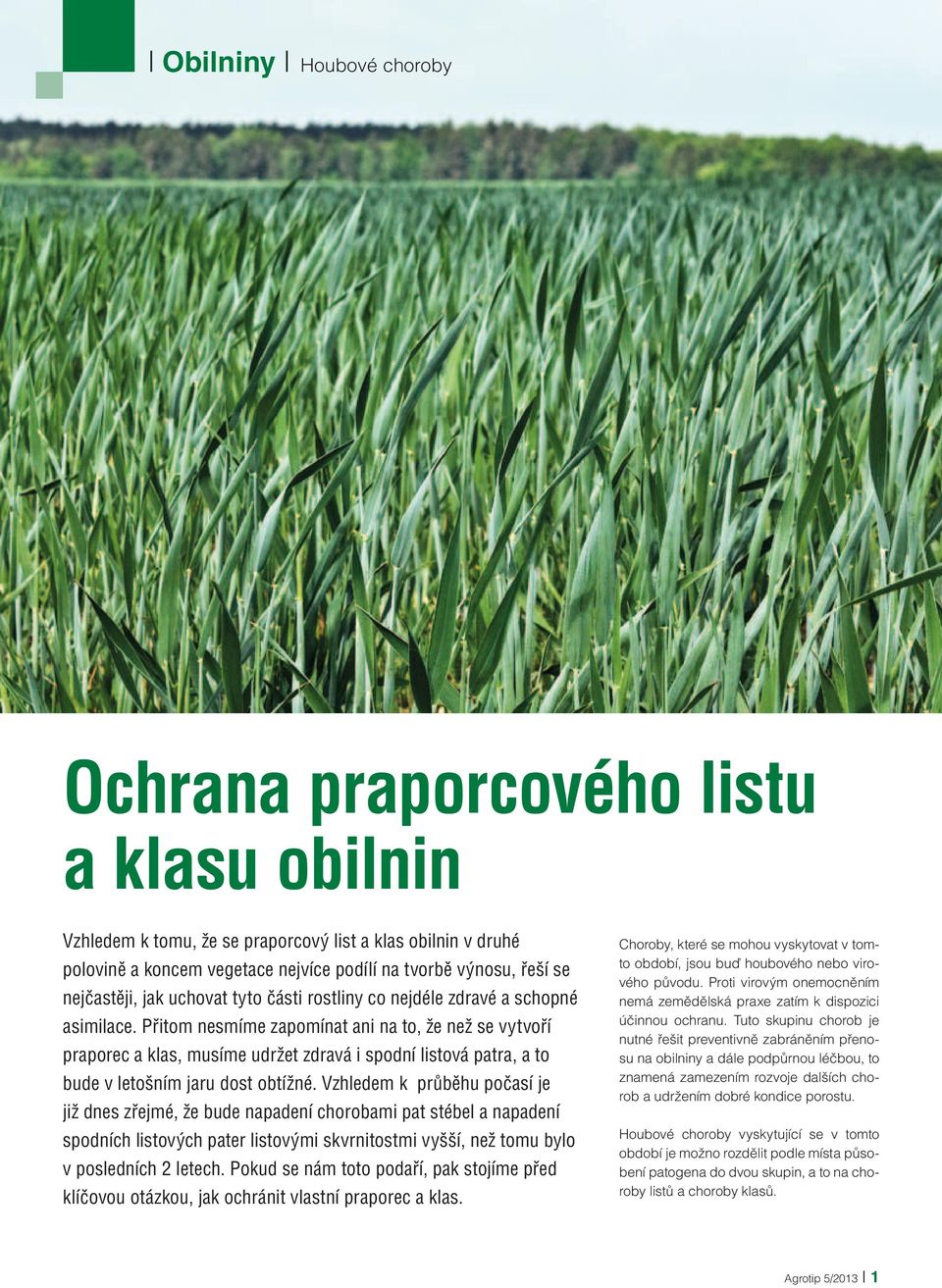 Přitom nesmíme zapomínat ani na to, že než se vytvoří praporec a klas, musíme udržet zdravá i spodní listová patra, a to bude v letošním jaru dost obtížné.