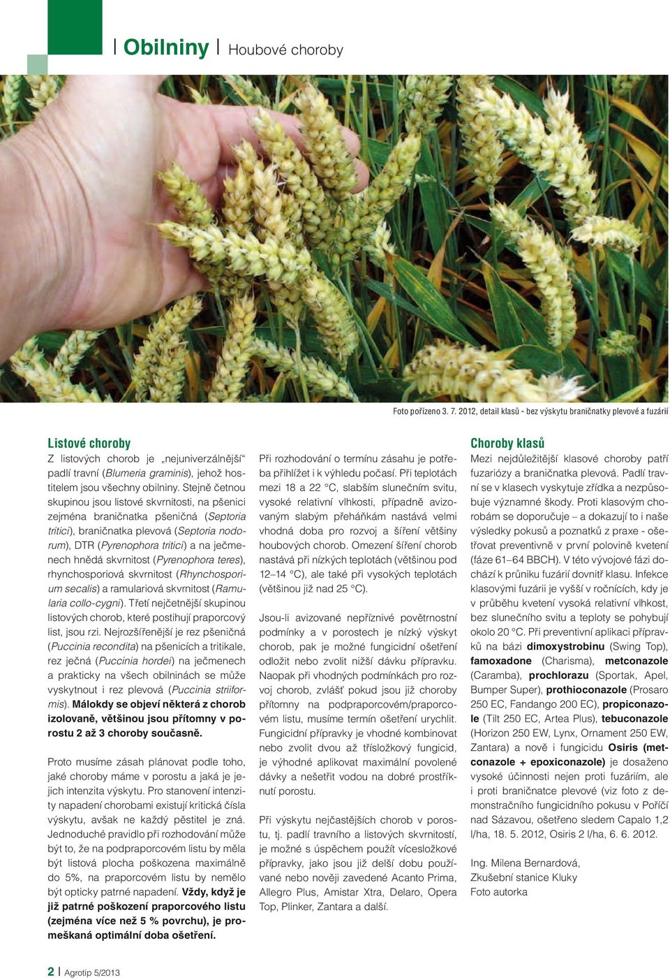 Stejně četnou skupinou jsou listové skvrnitosti, na pšenici zejména braničnatka pšeničná (Septoria tritici), braničnatka plevová (Septoria nodorum), DTR (Pyrenophora tritici) a na ječmenech hnědá