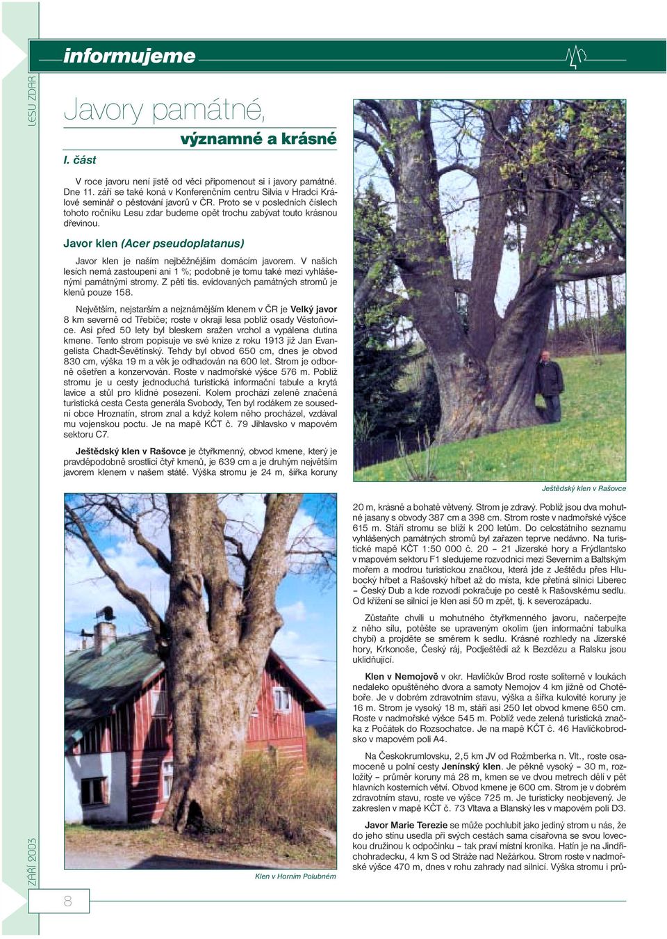 Proto se v posledních číslech tohoto ročníku Lesu zdar budeme opět trochu zabývat touto krásnou dřevinou. Javor klen (Acer pseudoplatanus) Javor klen je naším nejběžnějším domácím javorem.