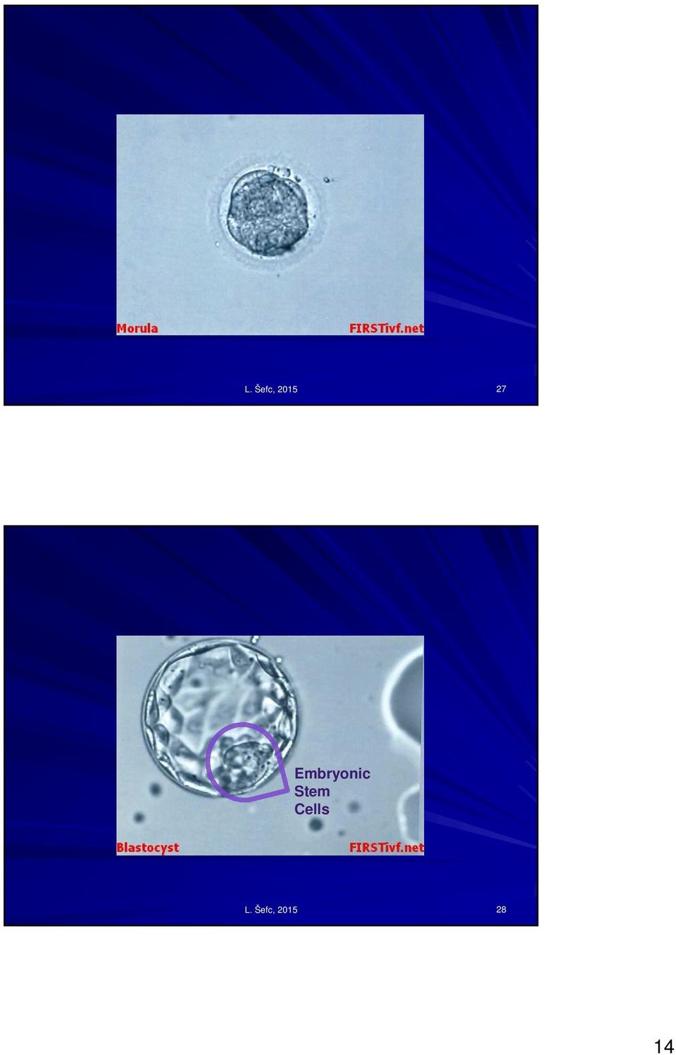 Stem Cells  28