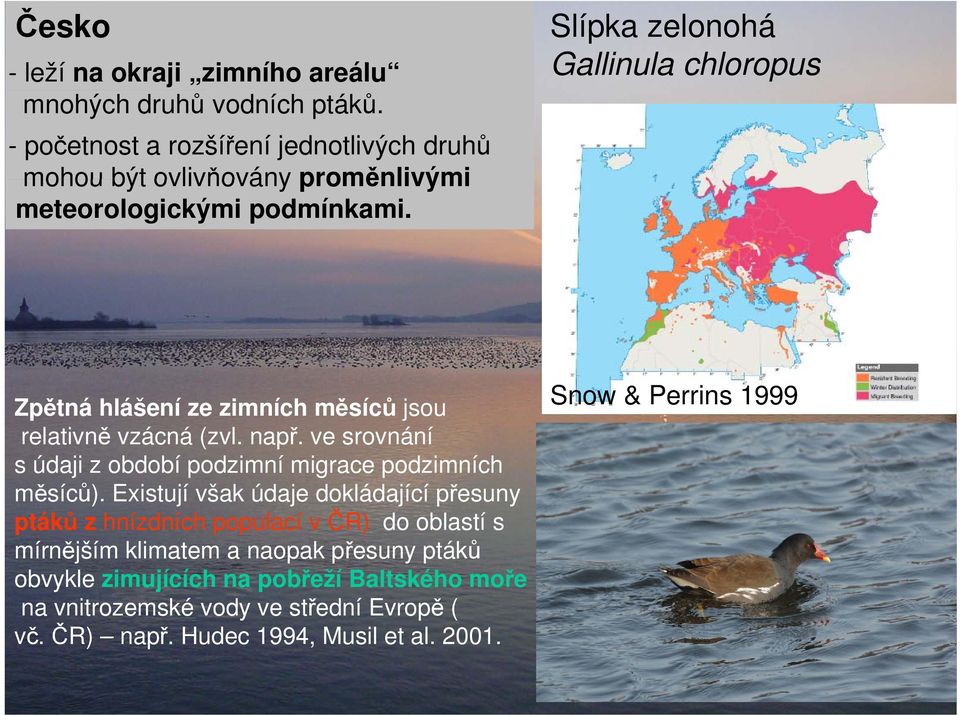 Slípka zelonohá Gallinula chloropus Zpětná hlášení ze zimních měsíců jsou relativně vzácná (zvl. např.