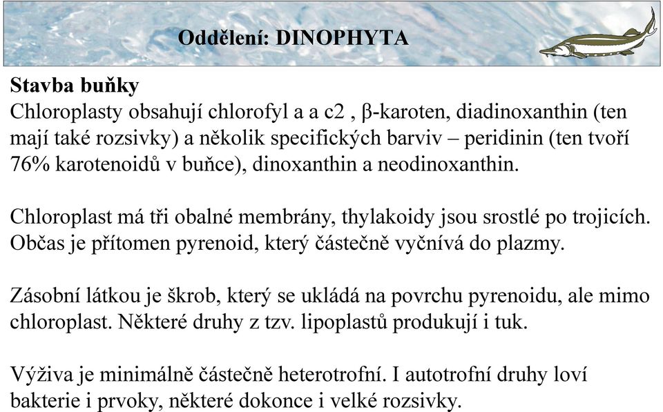 Občas je přítomen pyrenoid, který částečně vyčnívá do plazmy. Zásobní látkou je škrob, který se ukládá na povrchu pyrenoidu, ale mimo chloroplast.