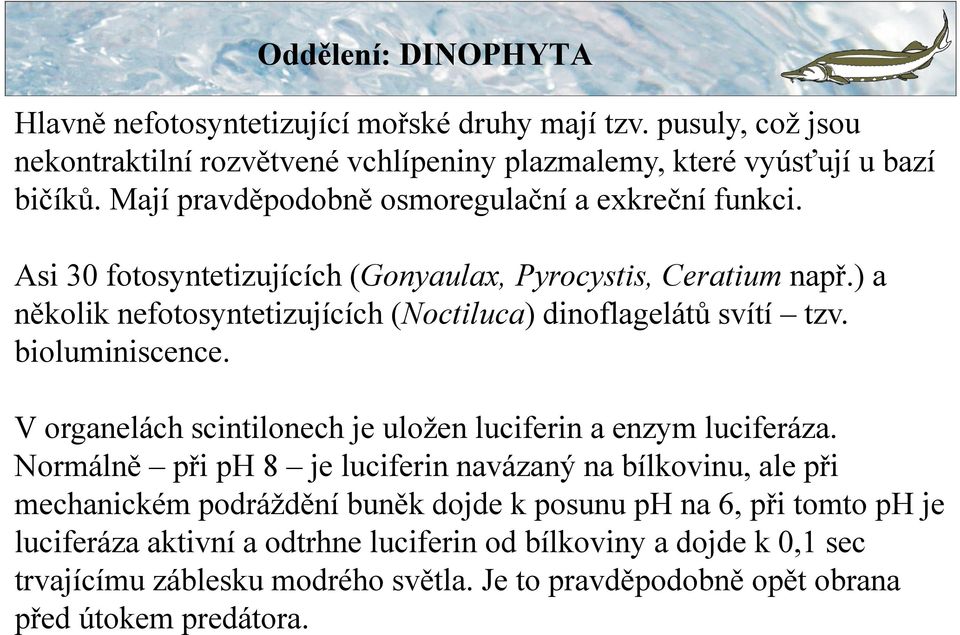 ) a několik nefotosyntetizujících (Noctiluca) dinoflagelátů svítí tzv. bioluminiscence. V organelách scintilonech je uložen luciferin a enzym luciferáza.