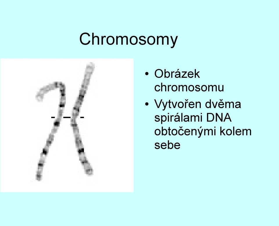 dvěma spirálami DNA