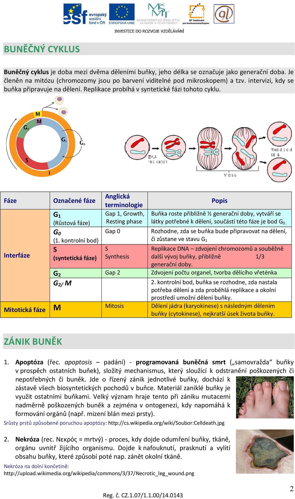 kontrolní bod) S (syntetická fáze) Anglická terminologie Gap 1, Growth, Resting phase Gap 0 S Synthesis Popis Buňka roste přibližně ½ generační doby, vytváří se látky potřebné k dělení, součástí této