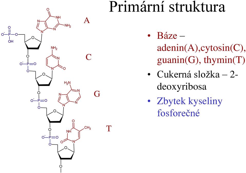 guanin(g), thymin(t) Cukerná složka 2-