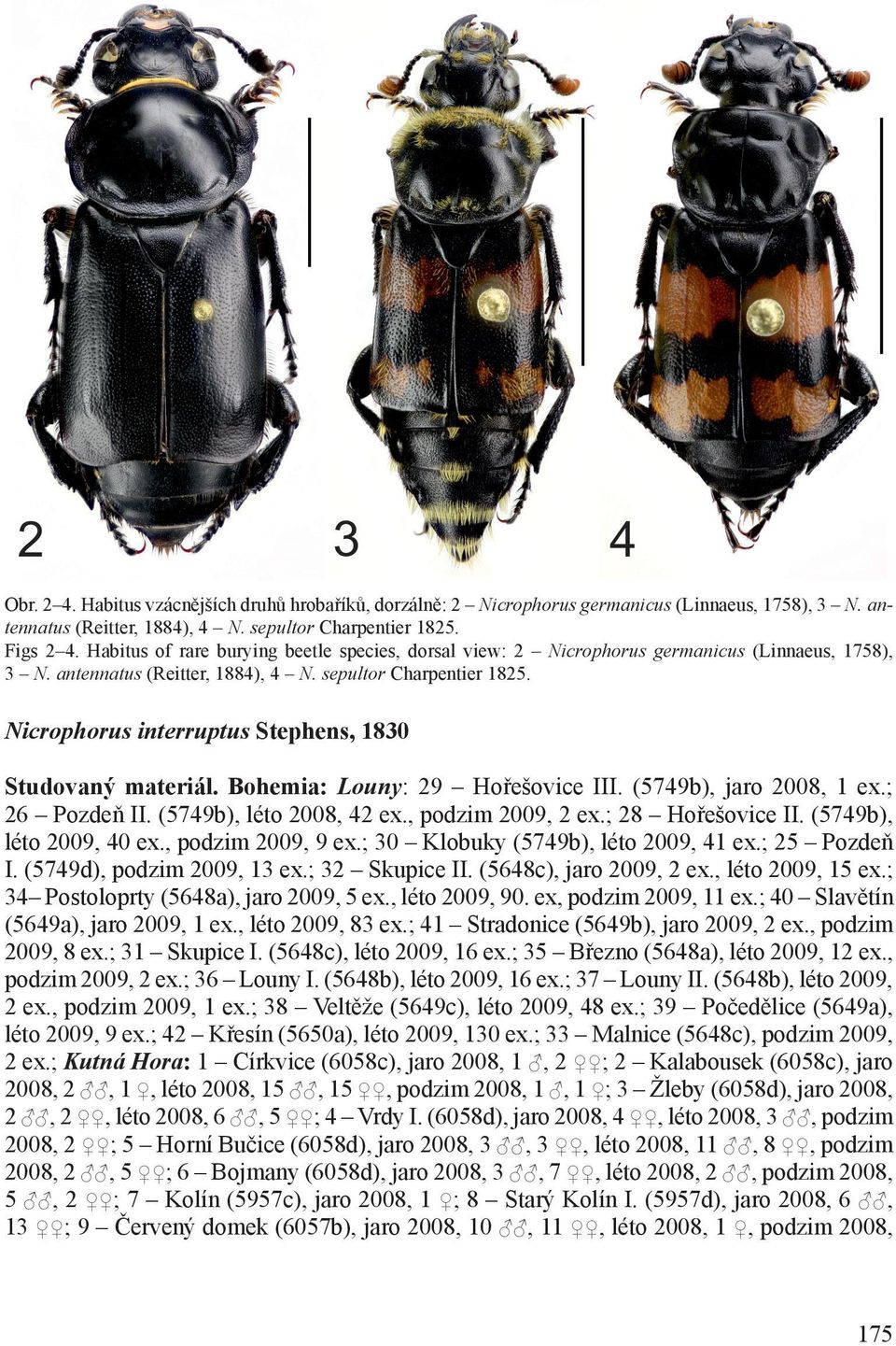 Nicrophorus interruptus Stephens, 1830 Studovaný materiál. Bohemia: Louny: 29 Hořešovice III. (5749b), jaro 2008, 1 ex.; 26 Pozdeň II. (5749b), léto 2008, 42 ex., podzim 2009, 2 ex.; 28 Hořešovice II.