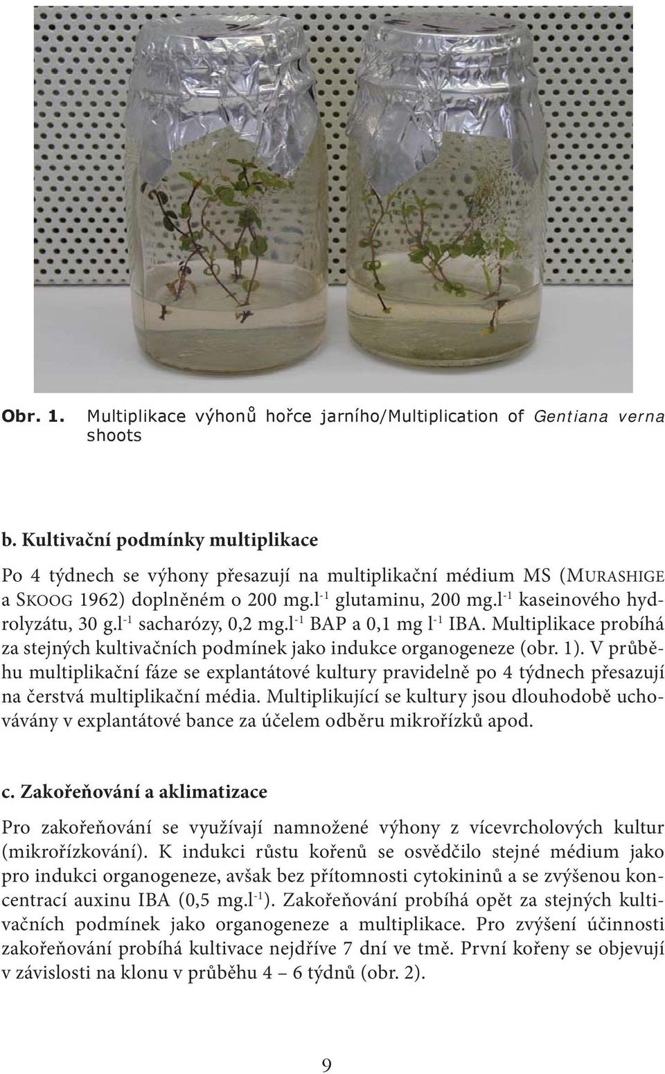 l -1 sacharózy, 0,2 mg.l -1 BAP a 0,1 mg l -1 IBA. Multiplikace probíhá za stejných kultivačních podmínek jako indukce organogeneze (obr. 1).