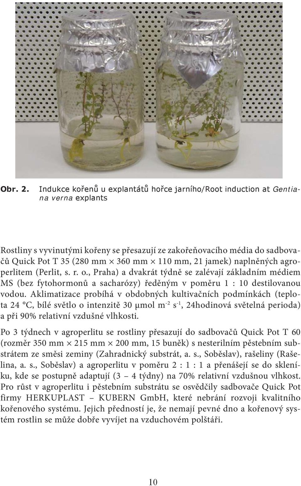 mm, 21 jamek) naplněných agroperlitem (Perlit, s. r. o., Praha) a dvakrát týdně se zalévají základním médiem MS (bez fytohormonů a sacharózy) ředěným v poměru 1 : 10 destilovanou vodou.