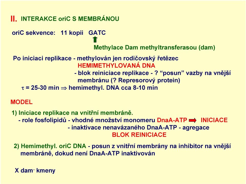 DNA cca 8-10 min MODEL 1) Iniciace replikace na vnitřní membráně.