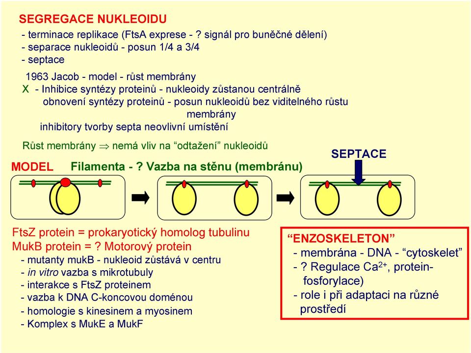 posun nukleoidů bez viditelného růstu membrány inhibitory tvorby septa neovlivní umístění Růst membrány nemá vliv na odtažení nukleoidů MODEL Filamenta-?