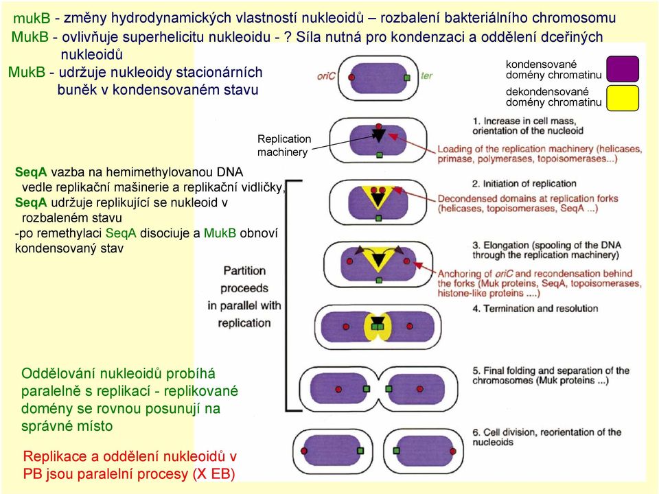chromatinu Replication machinery SeqA vazba na hemimethylovanou DNA vedle replikační mašinerie a replikační vidličky, SeqA udržuje replikující se nukleoid v rozbaleném stavu -po
