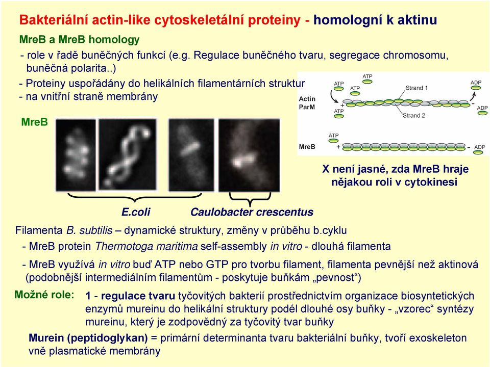 subtilis dynamické struktury, změny v průběhu b.