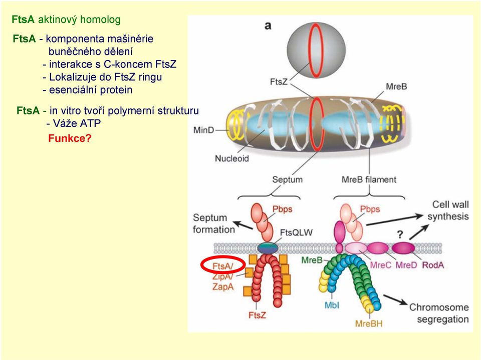 Lokalizuje do FtsZ ringu -esenciálníprotein FtsA