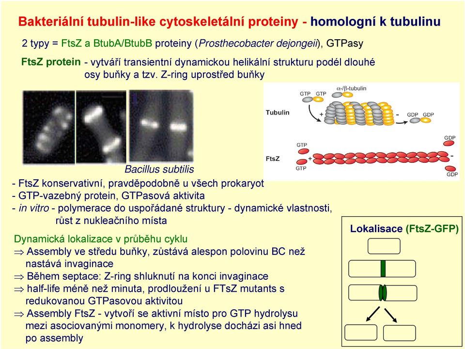 Z-ring uprostřed buňky Bacillus subtilis - FtsZ konservativní, pravděpodobně u všech prokaryot - GTP-vazebný protein, GTPasová aktivita - in vitro - polymerace do uspořádané struktury - dynamické